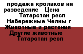 продажа кроликов на разведение › Цена ­ 300-500 - Татарстан респ., Набережные Челны г. Животные и растения » Другие животные   . Татарстан респ.